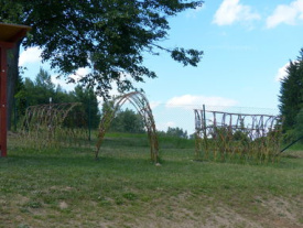 vrbove prouti